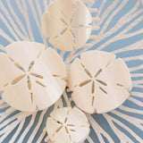 [Teleties] Sand Dollar Flat Hair Clip in Medium